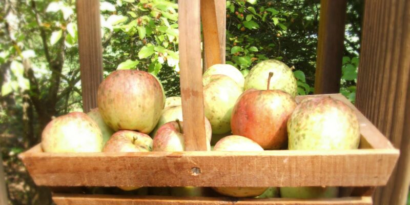 Backyard Apple Butter